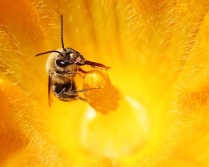 Bee Tongue in Squash Flower