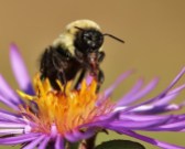 Bumble Bee Tongue with Aster