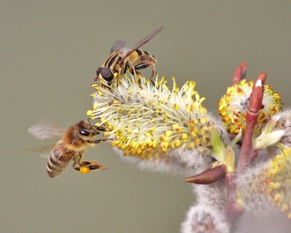 Honey Bee and Syrphid Fly with Pussy Willows