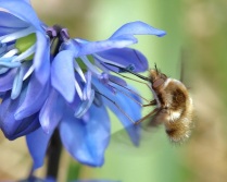 Bee Fly with Siberian Squill