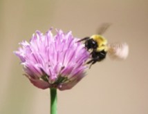 Bumble Bee with Chive Flower