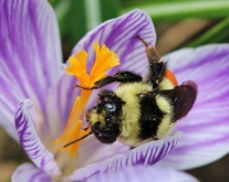 Tri-coloured Bumble Bee with Crocus