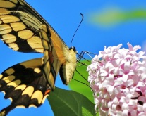 Giant Swallowtail with Lilacs