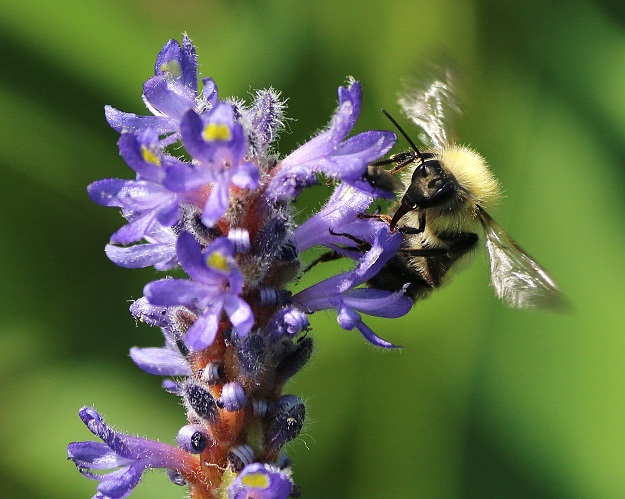 Bumble bee with pickerel weed