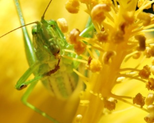 Katydid Eating Yellow Hibiscus Pollen 2