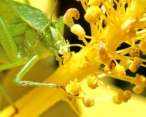 Katydid Eating Yellow Hibiscus Pollen 1