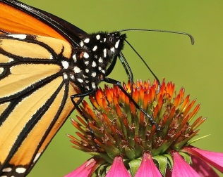 Monarch with Echinacea