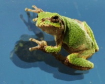 Tree Frog Reflecting