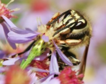 Bald-Faced Hornet with Asters