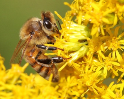 Honey Bee with Goldenrod
