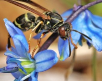 Paper Wasp with Siberian Squill