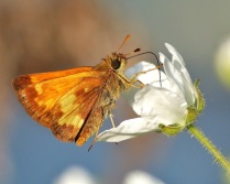 Skipper Butterfly with Blackberry Blossom