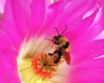 Bumble Bee in Cactus Flower