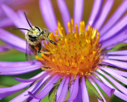 Little Bee Tongue with Aster Flower