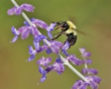 Bumble Bee with Russian Sage