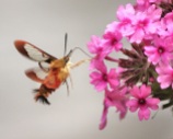 Hummingbird Moth with Verbenas