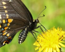 Black Swallowtail with Dandelion