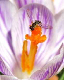 Hoverfly with Crocus