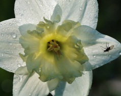 Backlit Narcissus with Little Fly