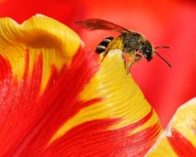 Little Bee with Red and Yellow Tulip