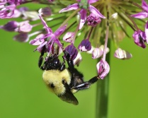 Bumble Bee with Allium