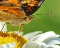 Crescent Butterfly on Daisy