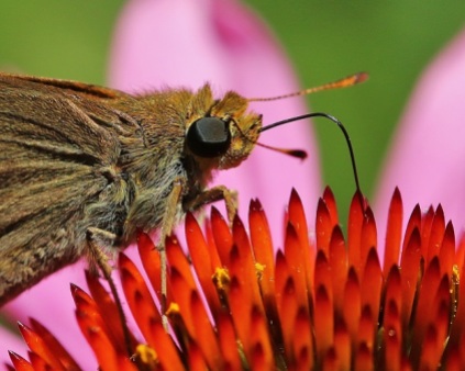 Skipper Butterfly with Echinacea