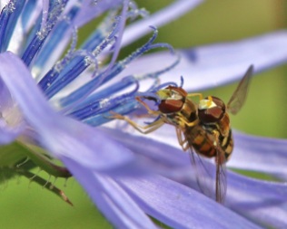 Hoverfly on Hoverfly on Chicory Flower