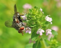 Tachinid Fly on Thyme