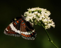 White Admiral with Valerian