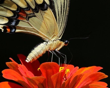 Giant Swallowtail with Zinnia