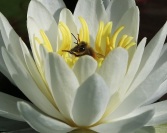 Honey Bee in Water Lily Flower