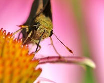 Skipper Butterfly with Echinacea