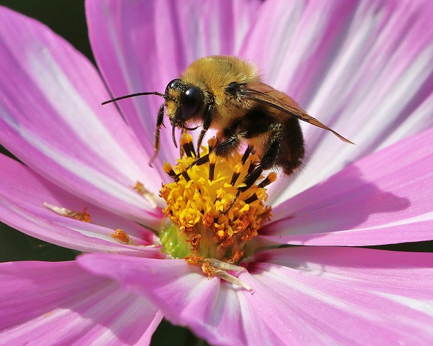 Bumble Bee in Cosmos Flower