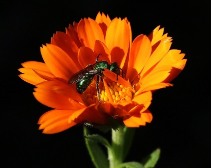 Metallic Green Bee in Calendula Flower