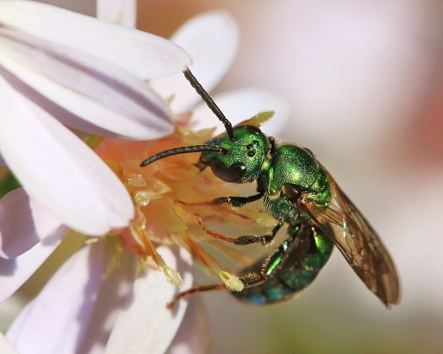 Metallic Green Bee on Aster Flower
