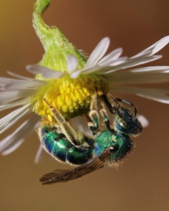 Metallic Green Bee with Fleabane Flower