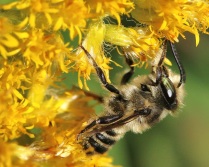 Megachile Bee with Goldenrod