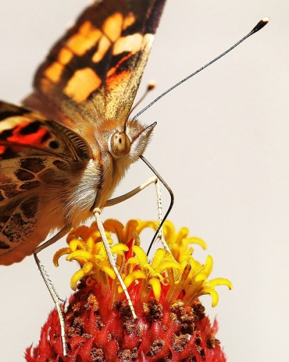 Painted Lady with Zinnia Disk Florets