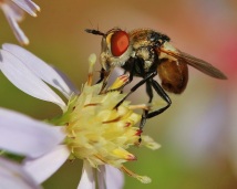 Tachinid Fly on Aster Flower