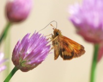 Skipper Butterfly with Chive Flowers