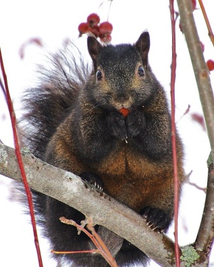Fat Squirrel with Crab Apple