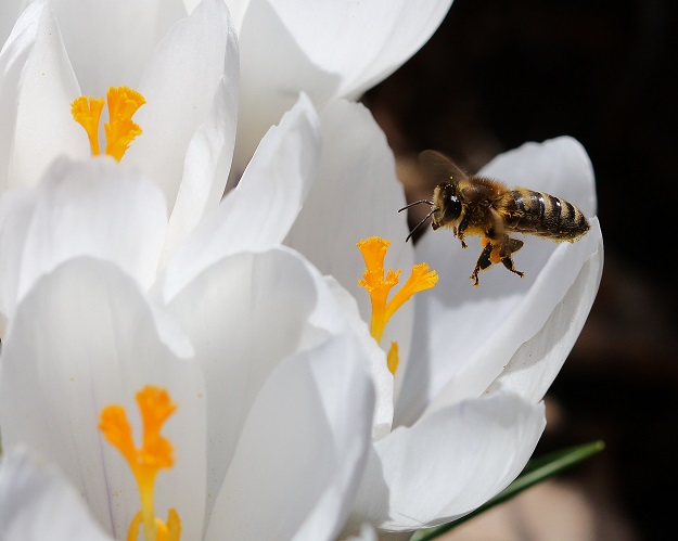 Honey Bee with White Crocuses