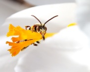 Little Bee with White Crocus Pistil