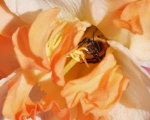 Honey Bee in Frilly Narcissus Flower