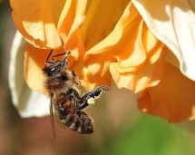 Honey Bee with Frilly Narcissus Flower
