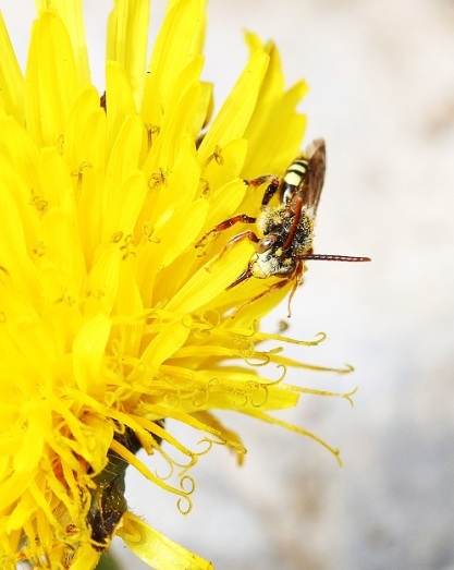 Little Bee on Dandelion Flower