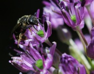 Little Bee with Allium Flower