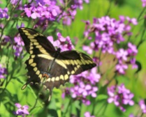 Giant Swallowtail with Dame's Rocket