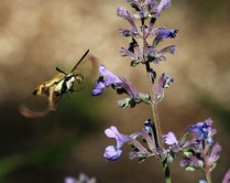 Hummingbird Moth with Catmint